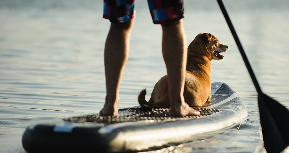 Pet Friendly Hotel in Worthing