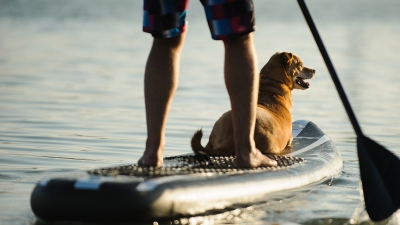 Pet Friendly Hotel in Worthing