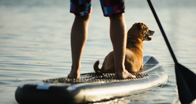 Pet Friendly Hotel in Worthing